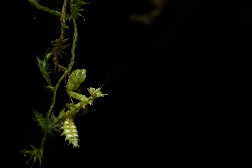 The Bio Diversity Plan: A Vital Roadmap to Preserve Life on Earth 2 The Bio Diversity Plan